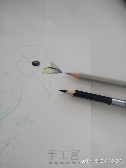 【彩铅手绘蓝色小鸟】 第1步