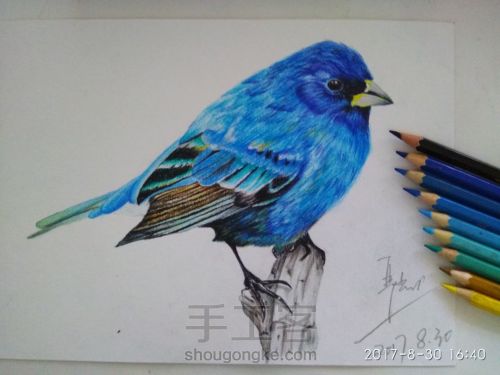 【彩铅手绘蓝色小鸟】 第12步