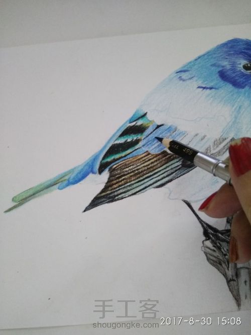 【彩铅手绘蓝色小鸟】 第8步