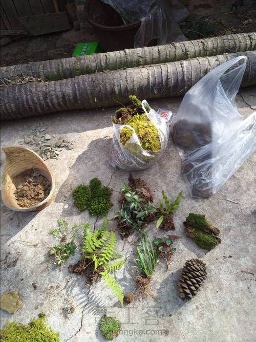 野草也有春天 第10步