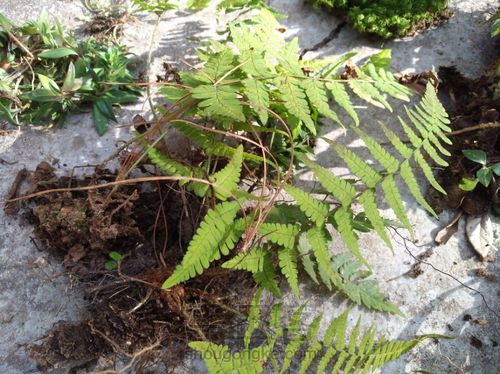 野草也有春天 第3步