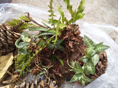 野草也有春天 第5步