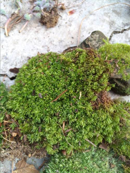 野草也有春天 第7步