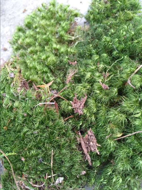 野草也有春天 第8步