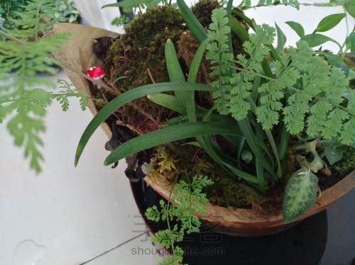 野草也有春天 第14步