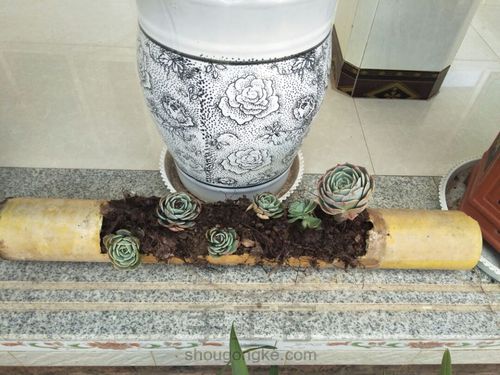 玉蝶玉蝶不开花 第11步