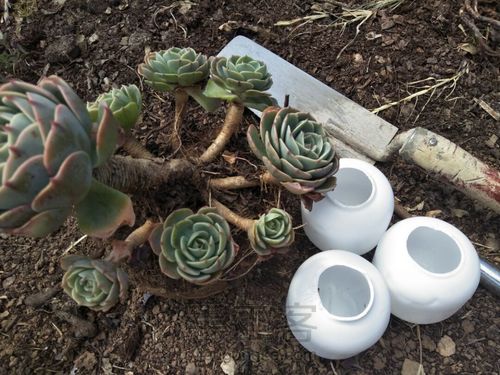 玉蝶玉蝶不开花 第4步