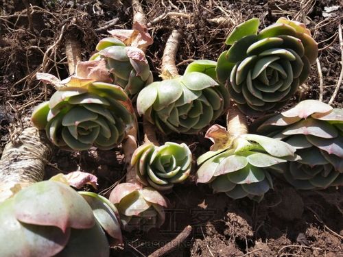 玉蝶玉蝶不开花 第5步