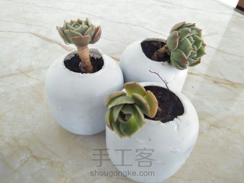 玉蝶玉蝶不开花 第6步