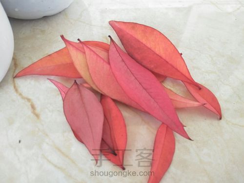 玉蝶玉蝶不开花 第7步