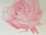 我之前看别人有用圆珠笔画的玫瑰很好看，但自己圆珠笔用不来，想着彩铅顺手一点，就用一支彩铅画了一朵玫瑰。