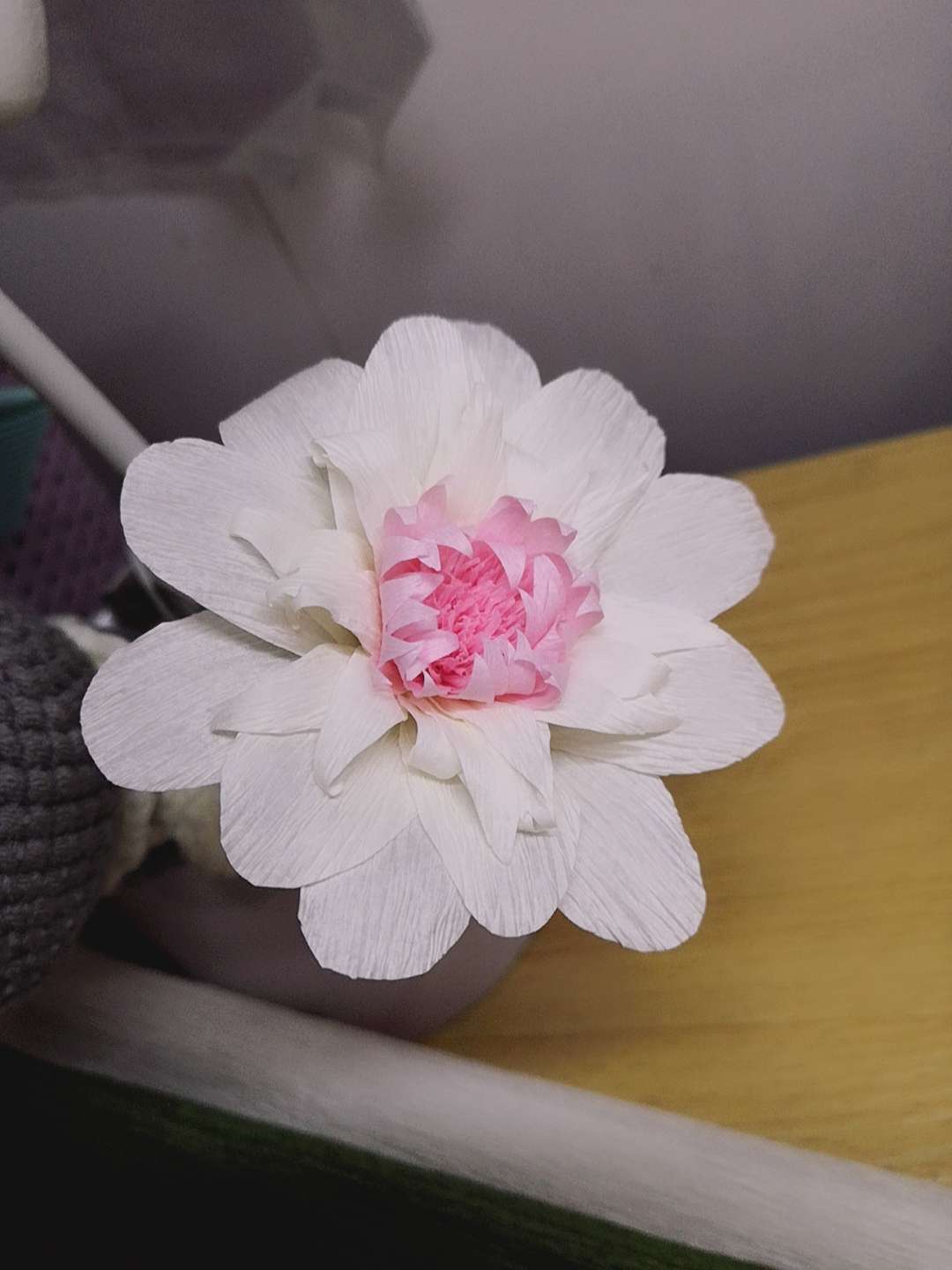 多彩雏菊