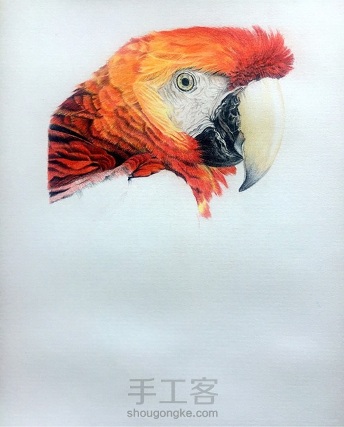 彩铅鹦鹉 第7步