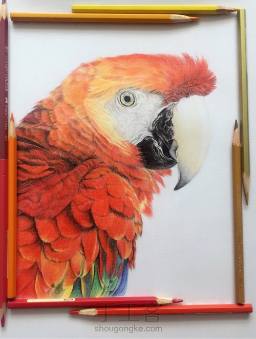 彩铅鹦鹉 第10步