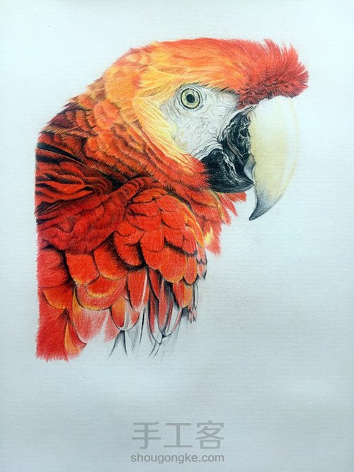 彩铅鹦鹉 第9步