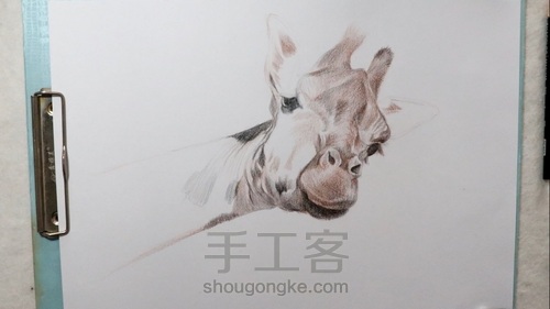 彩铅长颈鹿 第3步