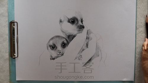 彩铅狐獴 第5步
