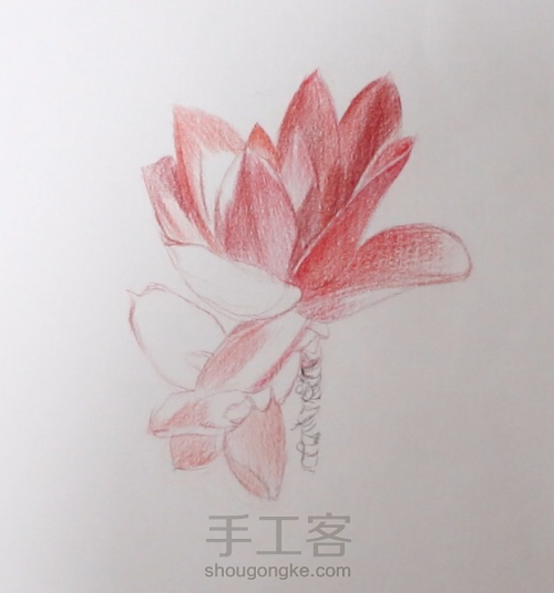 彩铅｜多肉-火祭 第2步