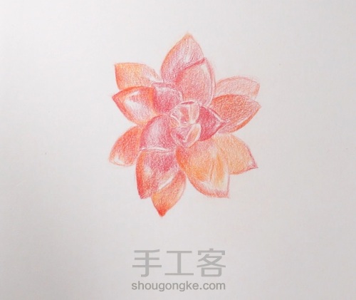 彩铅｜多肉_艾伦 第3步