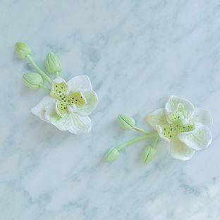 I will love you forever. 冷瓷蝴蝶兰