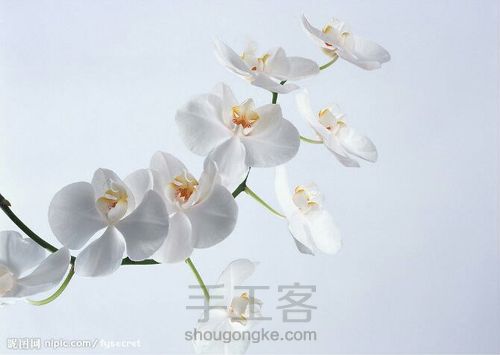 I will love you forever. 冷瓷蝴蝶兰 第1步