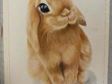 一只可爱的彩铅小兔
