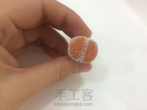 多肉生花石 第9步