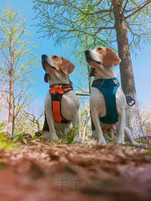 狗狗手机座 第18步