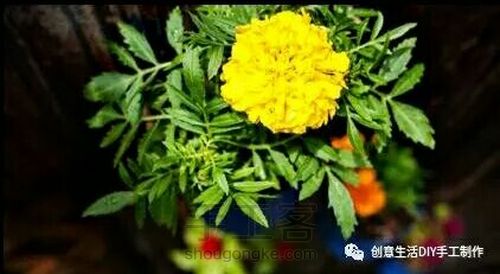 奶粉罐的神奇改造(转) 第9步