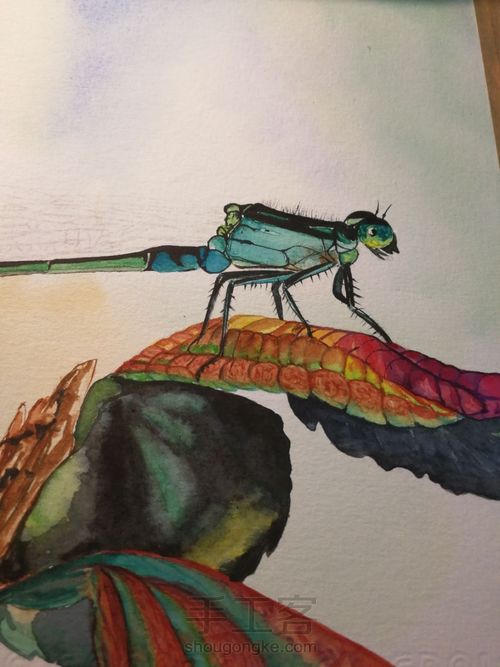 水彩丁丁猫儿 第25步