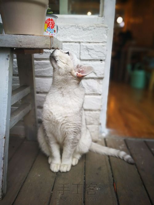 水彩手绘呆萌猫咪 第20步
