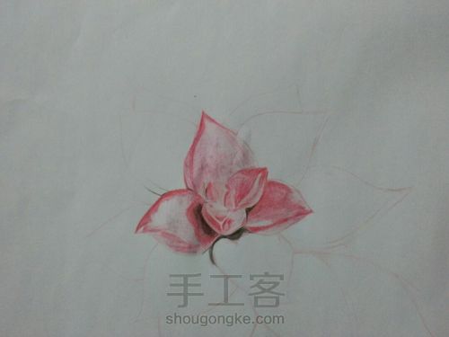 多肉植物 第3步