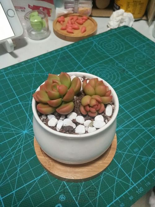 树脂多肉 第6步