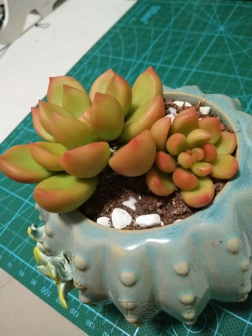 树脂多肉 第9步