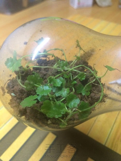 废灯泡也能点亮你的生活 第5步