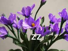 南庭芥是十字花科的小花，小小的紫色花儿精致漂亮。