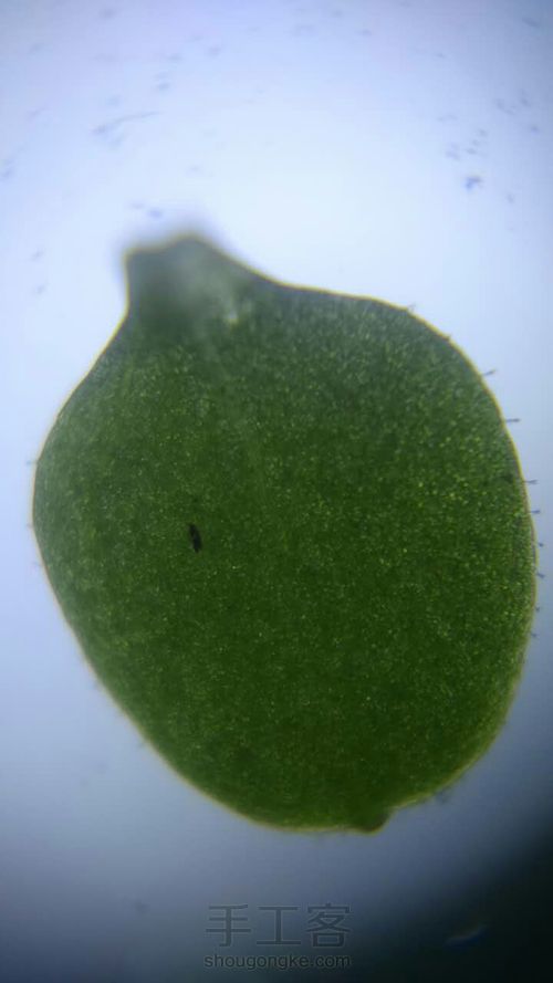 自制超简单显微镜 第10步