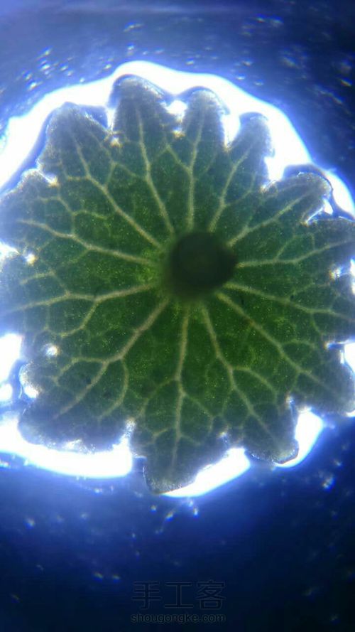 自制超简单显微镜 第11步