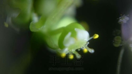 自制超简单显微镜 第8步