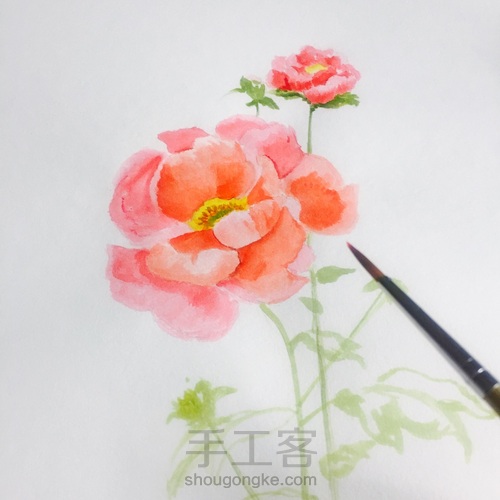 【手绘】芍药花 第4步