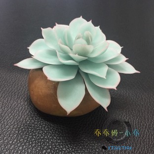 树脂粘土盆栽之蓝石莲