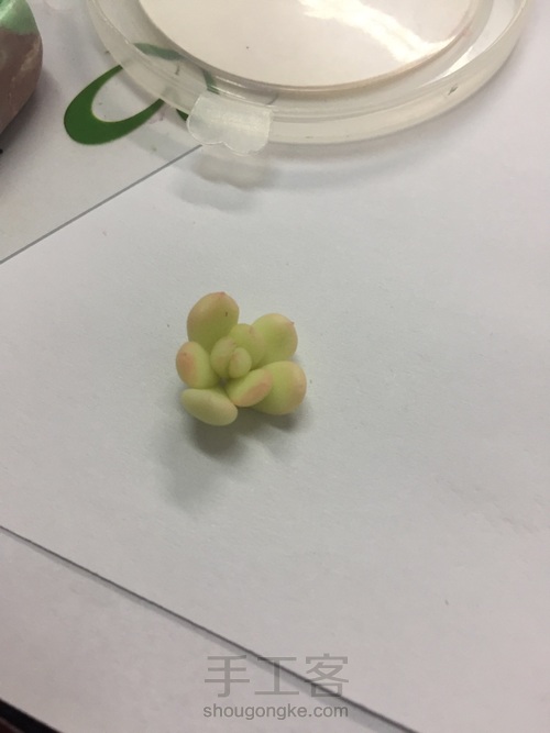多肉盆栽 第17步