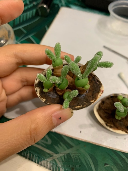 迷你多肉盆栽之碧光环 第24步
