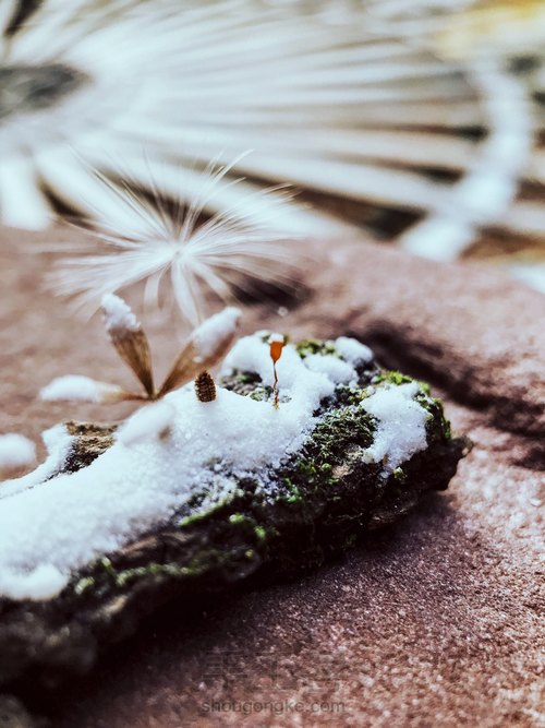 造雪  以假乱真的微雪景观 第2步