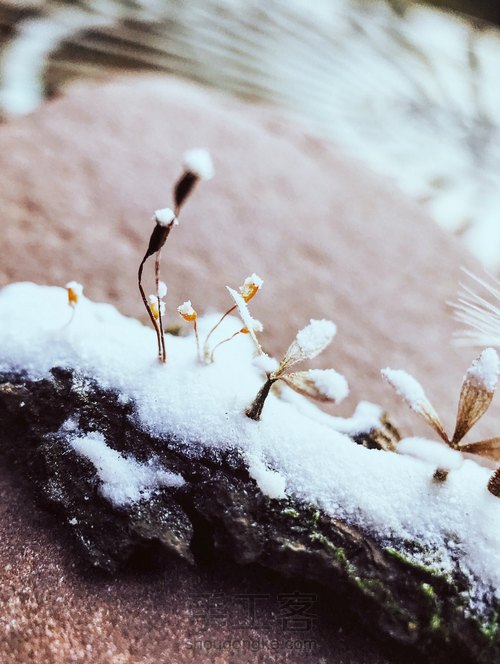 造雪  以假乱真的微雪景观 第4步