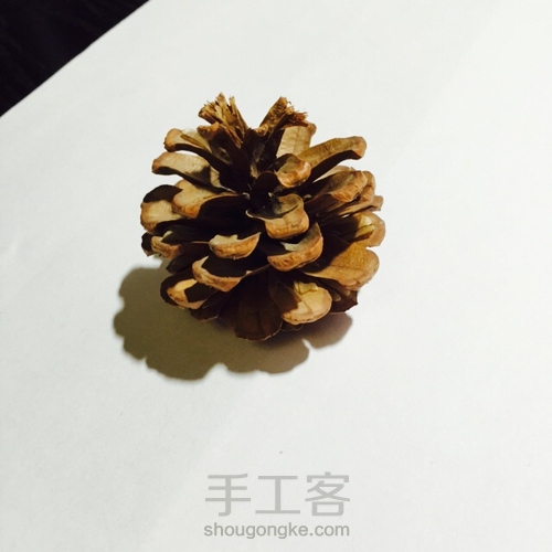 松果圣诞树🎄 第3步