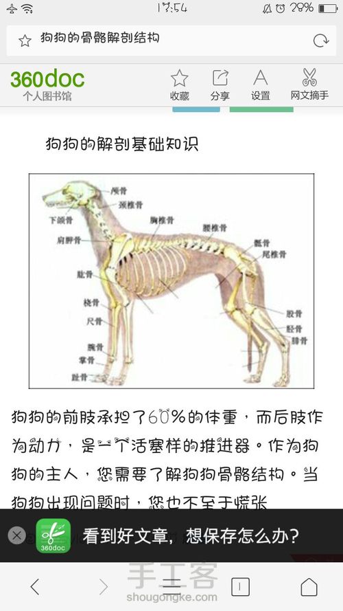 羊毛毡边牧狗狗 第1步