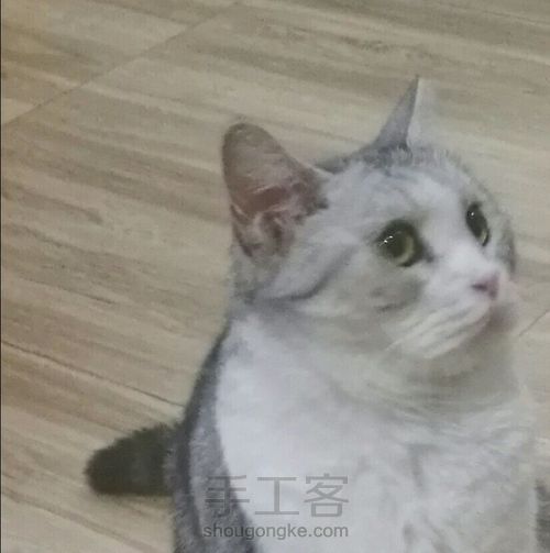 羊毛毡喵星人 第12步