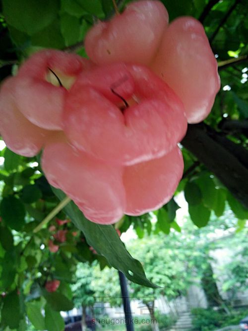 夏日梦幻水果特饮 第5步