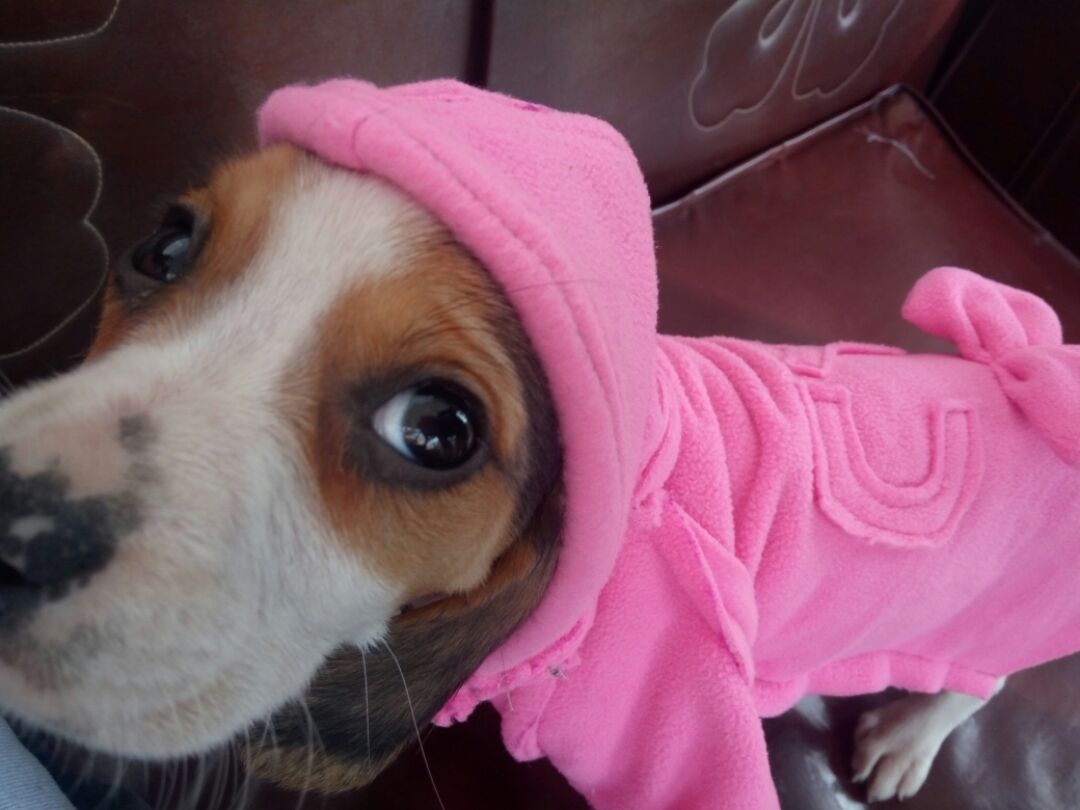 刚到家的狗狗怕冷，给她做个小衣服穿